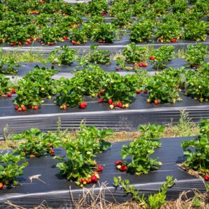 Vibrant strawberry plants growing outdoors in a sunny summer field