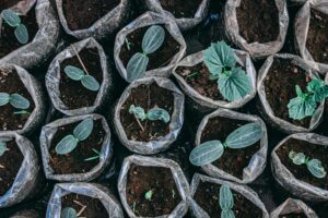 Top view of young saplings growing in plastic bags filled with soil, showing early stages of plant growth.