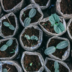 Top view of young saplings growing in plastic bags filled with soil, showing early stages of plant growth.