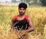 A young South Asian farmer harvesting rice in a paddy field in Patna, Bihar.